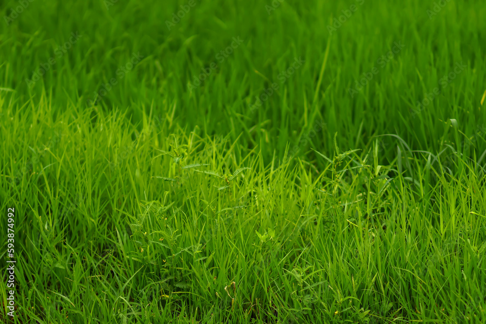 green grass background 논길 여름 논 밭 시골 길