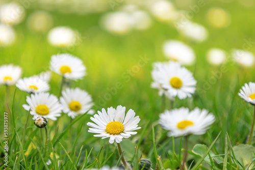 Green grass and lots of daisies. Chamomile field