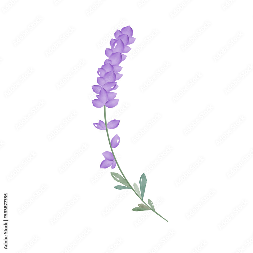 Fototapeta premium Lavender flower on white background isolated. Watercolor lavender. Botanical vector illustration