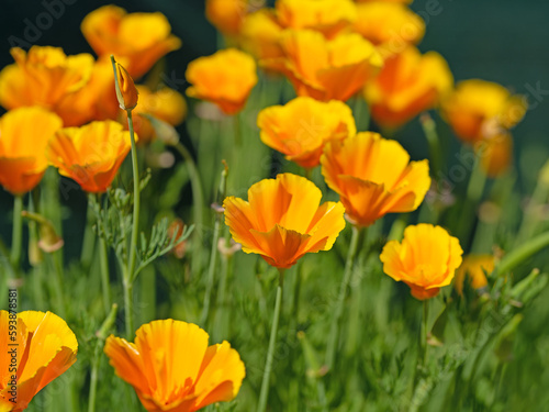 Orange bl  hender Kalifornischer Mohn  Eschscholzia californica