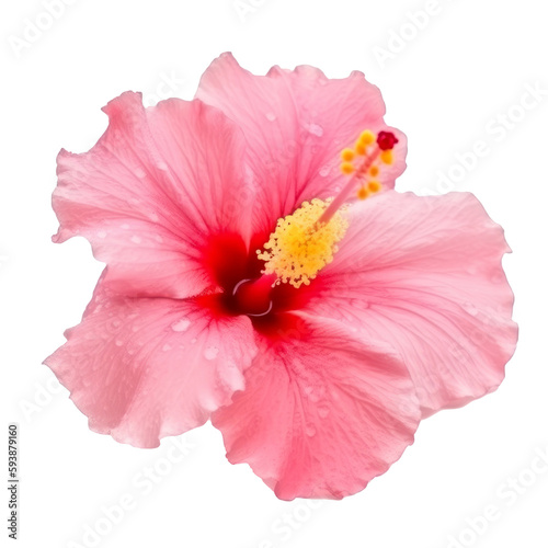 Hibiscus flower isolated. Illustration AI Generative.