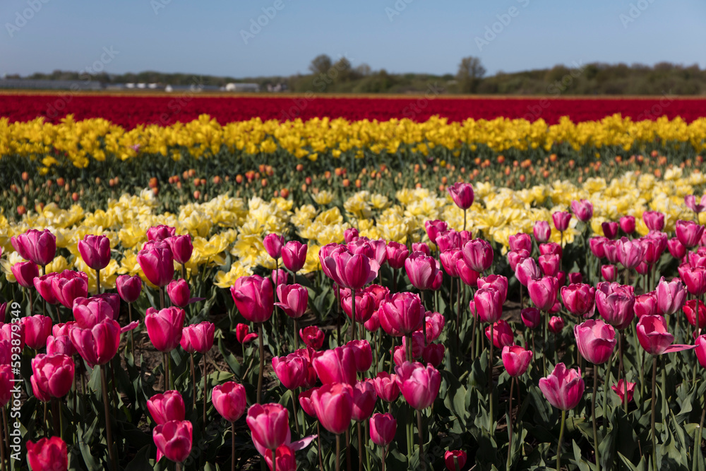 Tulip plantation in Netherlands. Traditional dutch rural landscape with fields of tulips during springtime.