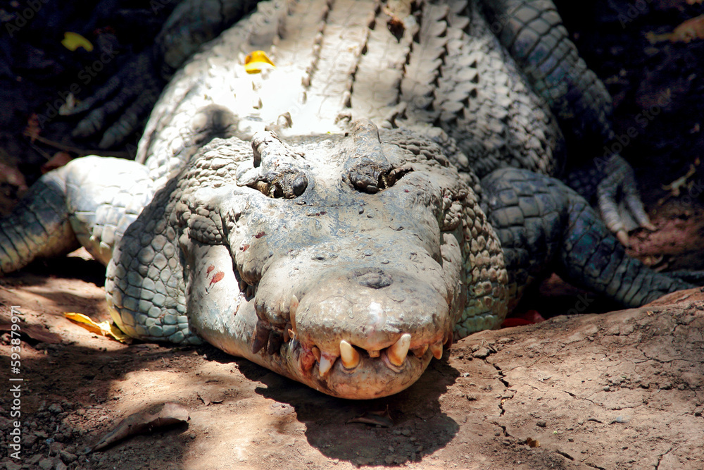 Obraz premium Face à face avec le crocodile