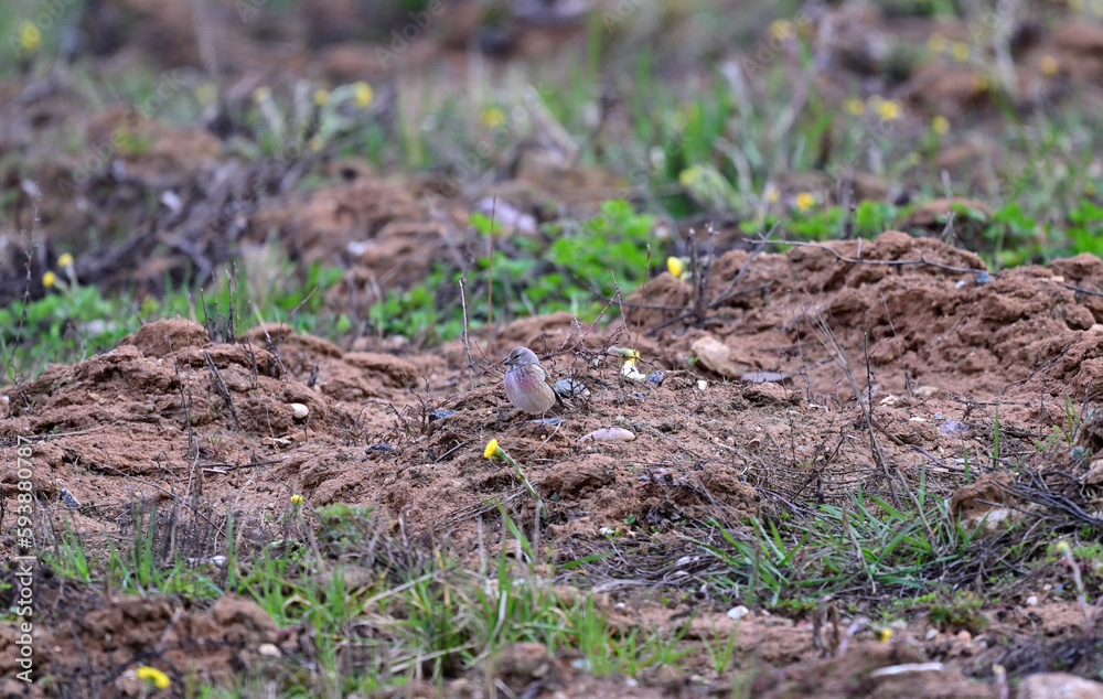 beautiful gray-pink linnet on the ground near the bushes in search of food in the spring beautiful gray-pink linnet on the ground near the bushes in search of food in the spring