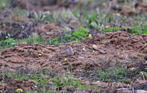beautiful gray-pink linnet on the ground near the bushes in search of food in the spring