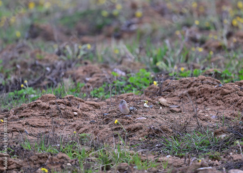 beautiful gray-pink linnet on the ground near the bushes in search of food in the spring