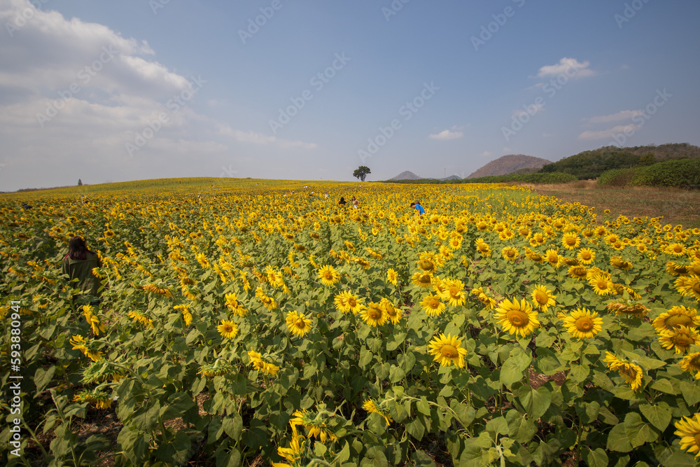 
sunflower field