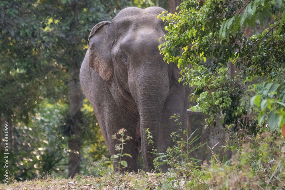 Fototapeta premium elephant in the forest