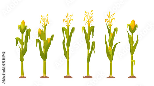 Vector illustration of a farmland with ripe corn plants. Corn harvest. Row of corn on white background.