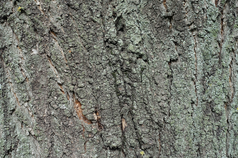 Close view of grey bark of apricot tree Close view of grey bark of apricot tree