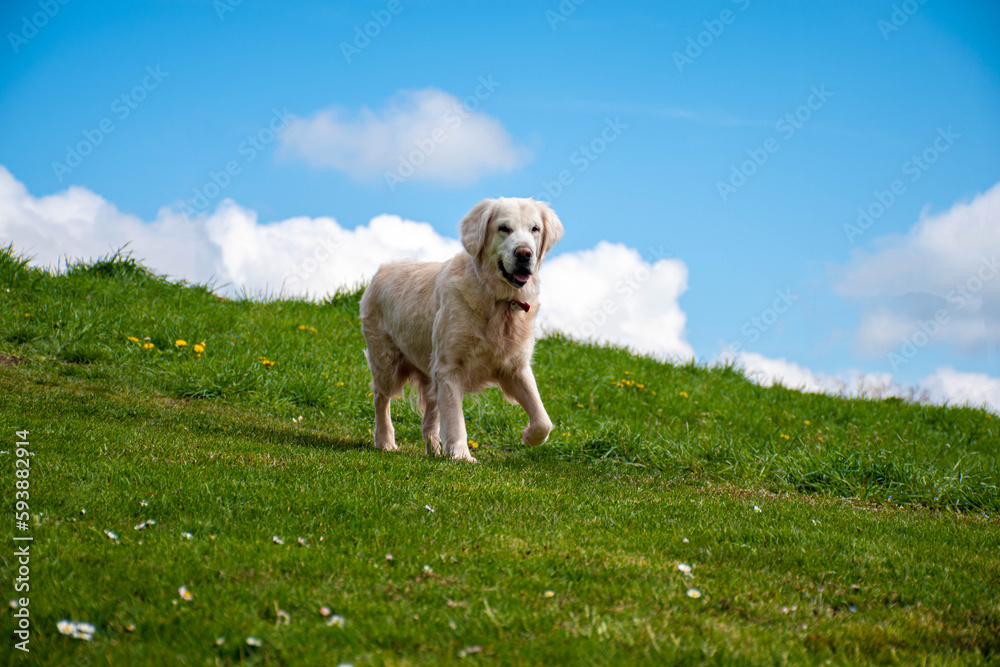 Golden retriever on a meadow