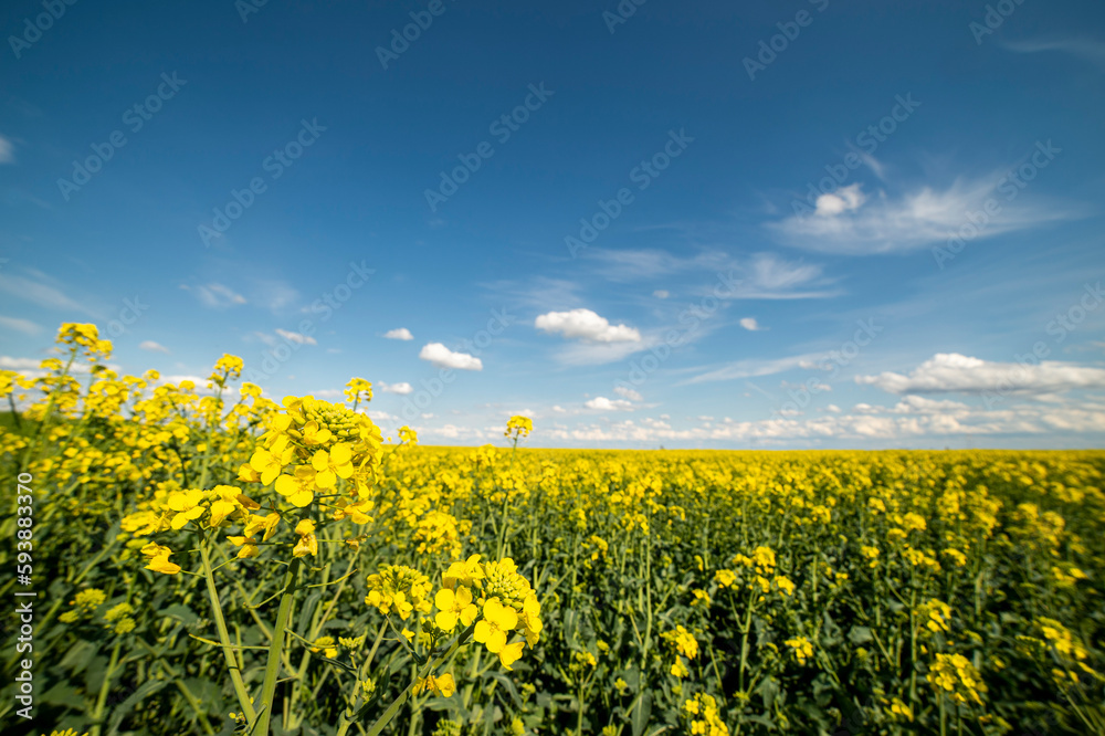 Yellow rapeseed field at the sunset. Sunlight illuminates yellow canola