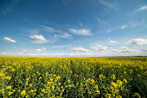 Yellow rapeseed field at the sunset. Sunlight illuminates yellow canola