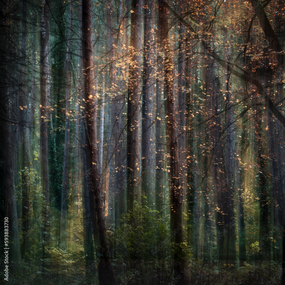 Fototapeta premium Intentional camera movement ICM of an autumnal woodland scene in Scotland