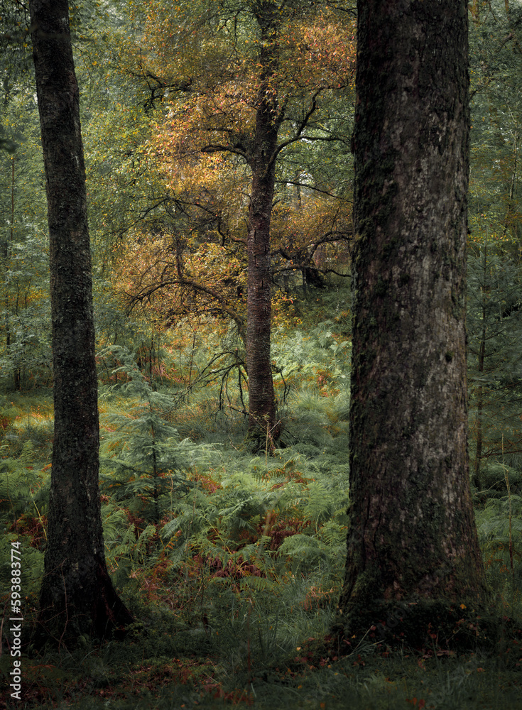 A stunning woodland scene in Scotland during the end of summer A stunning woodland scene in Scotland during the end of summer
