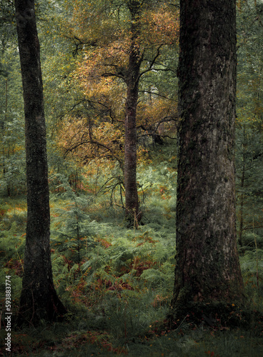 A stunning woodland scene in Scotland during the end of summer