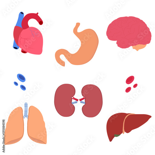  Human organs set with brain, heart, lungs, stomach kidneys, liver