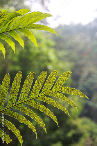 fern