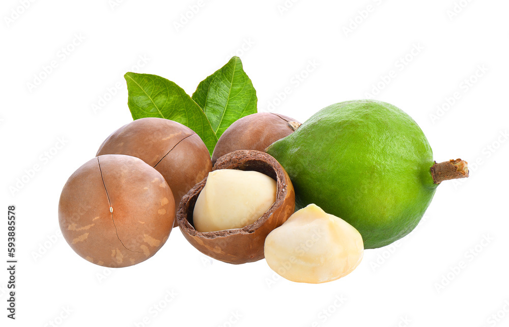 macadamia nuts with leaf isolated on transparent png macadamia nuts with leaf isolated on transparent png