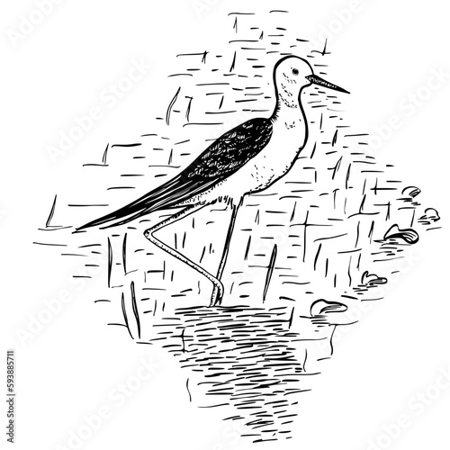 Bird of  Marsh vector illustration 