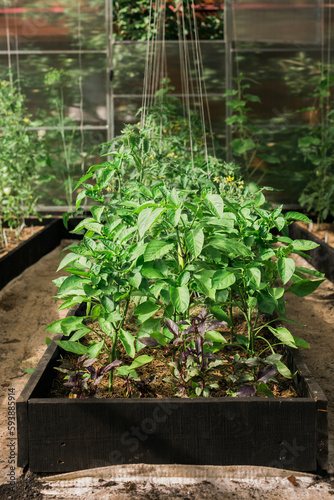 Green tomatoes in small greenhouse - gardening and cultivation concept