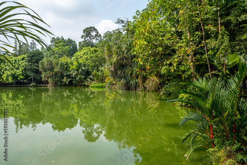 Dark green waters of a jungle lagoon in Singapore