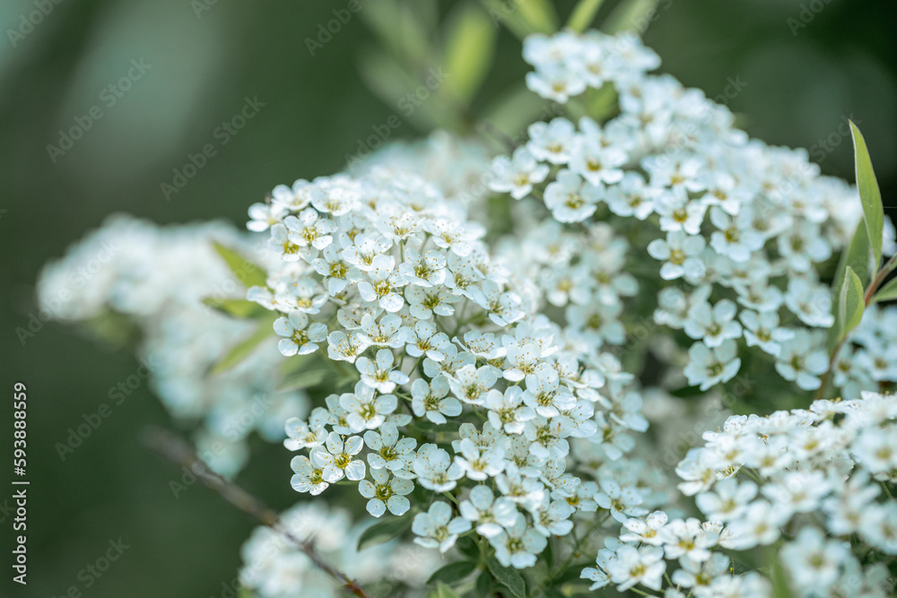 Spring mountain ash branch with white flowers on blurry green background. Close up. Spring mountain ash branch with white flowers on blurry green background. Close up.