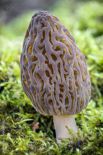 Shot of amazing, edible and tasty morel mushroom