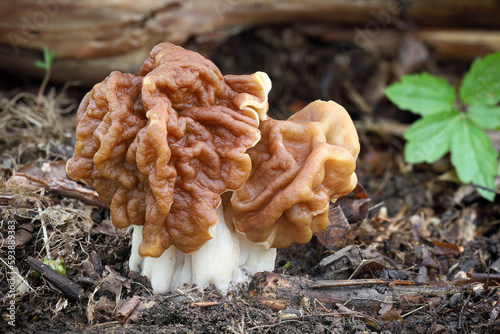 Detail shot of mushroom commonly known as giants false morel