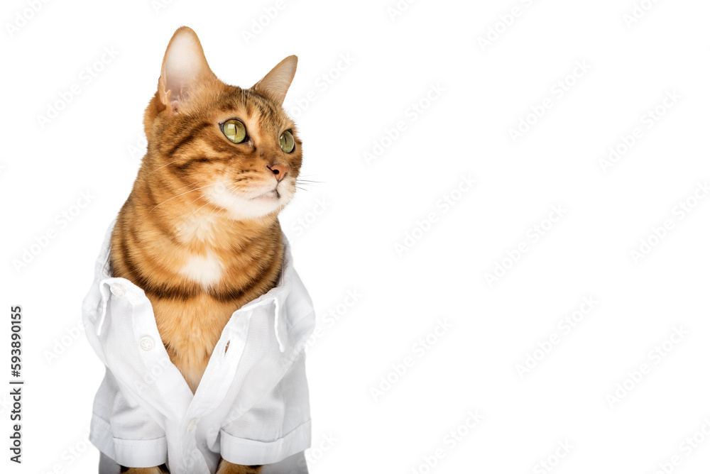 Portrait of a cute cat in a white shirt isolated on a white background.