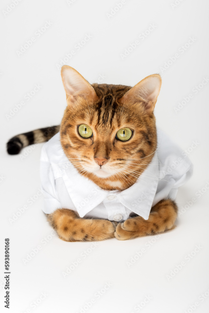 Portrait of a cute cat in a white shirt isolated on a white background.