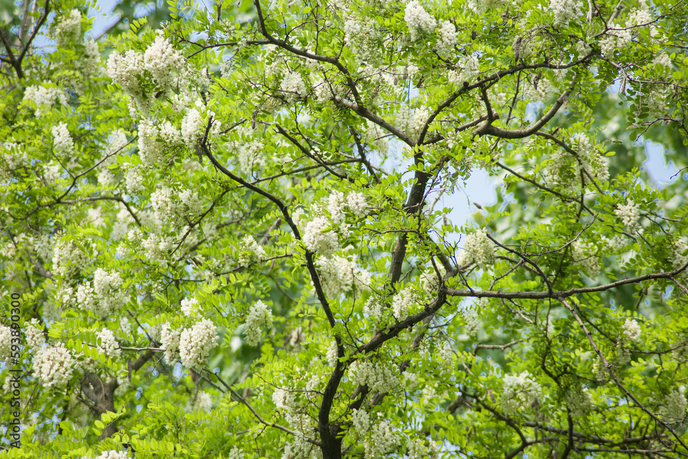 Acacia tree flowers blooming in the spring. Acacia flowers branch with green background. 