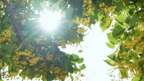 Blooming branches of summer linden tree isolated on clear sunny light blue sky background. Yellow small flowers, green leaves of trees, bright morning sun light with sunflares glowing among foliage photo