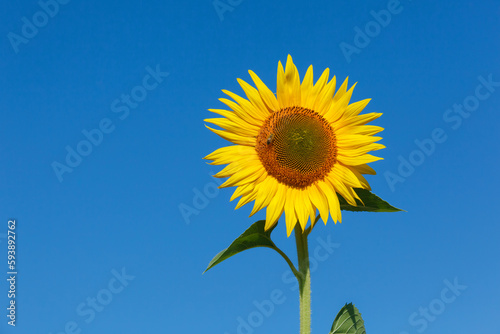 Sunflower on blue sky background © Vadim Volodin