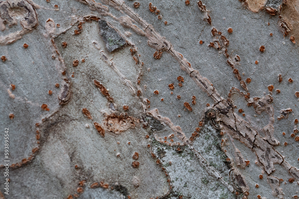 Fototapeta premium Tree bark texture pattern, old maple wood trunk as background. Dry tree bark texture and background, nature concept.Ginkgo, cherry and zelkova tree trunks. Bark covered with moss.