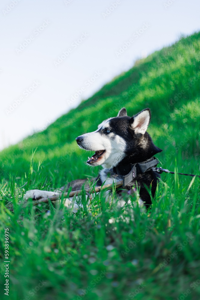 Huskie dog eating a stick