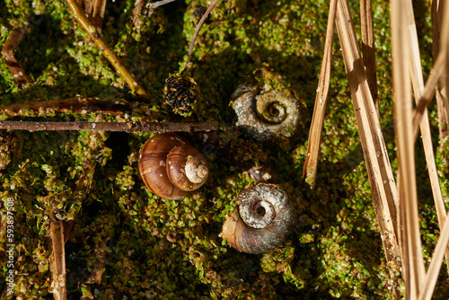 Sumpfdeckelschnecke (Viviparidae) und Posthornschnecken (Planorbarius corneus) photo