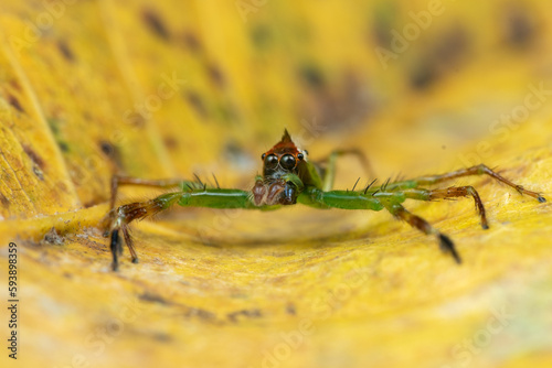 The green jumping spider, Mopsus mormon is a spider species of the family Salticidae, jumping spiders on a leaf photo