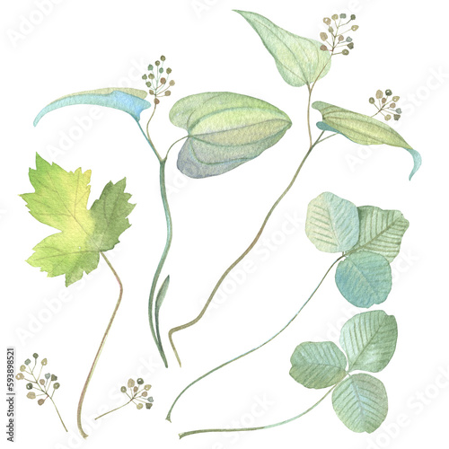green stems and leaves. set of forest plants. detailed realistic green leaves on twigs. watercolor hand painted botany. isolated elements
