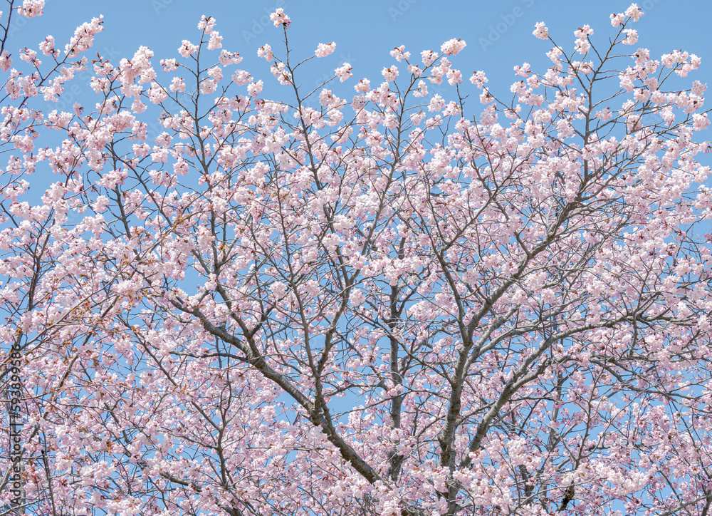 札幌市中島公園の桜 / Cherry blossoms at Nakajima Park in Sapporo