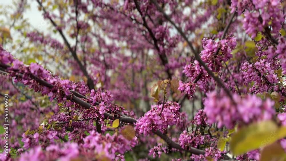 Spring flowers bloom. Flowering of a Fruitful Plant. Fresh Blossoms Petals Spring flowers bloom. Flowering of a Fruitful Plant. Fresh Blossoms Petals