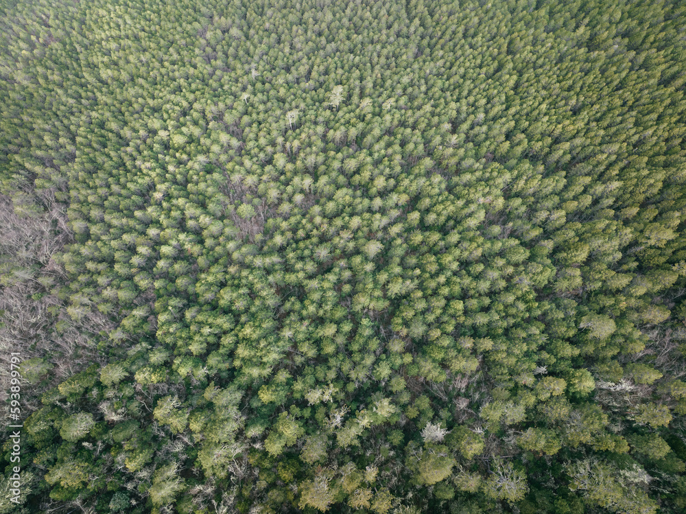 Aerial view of beautiful forest mountain landscape in tibet,China Aerial view of beautiful forest mountain landscape in tibet,China