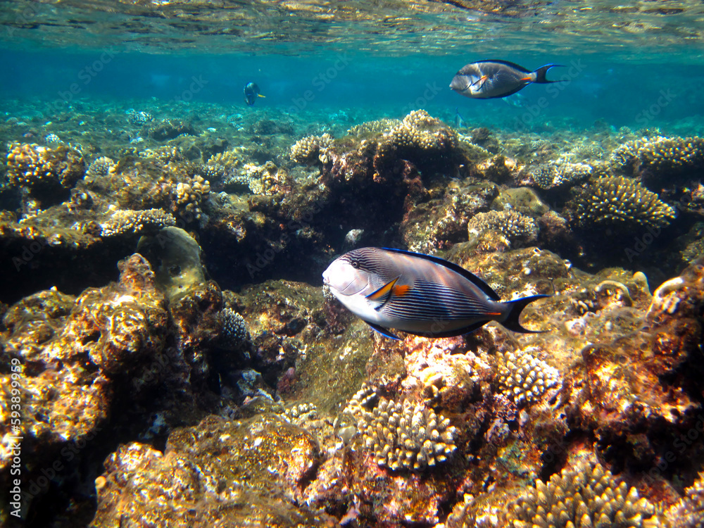 Fabulously beautiful coral reef and its inhabitants in the Red Sea, Egypt Fabulously beautiful coral reef and its inhabitants in the Red Sea, Egypt