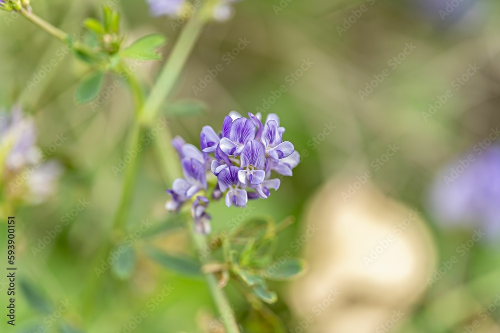Shallow focus shot of flowering alfalfa plant in the field on a sunny day with blur background Shallow focus shot of flowering alfalfa plant in the field on a sunny day with blur background