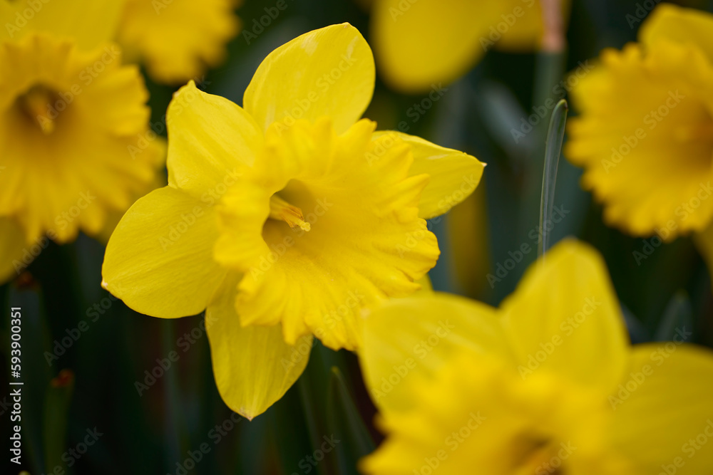 close up with beautiful flowers from the park in a blurred background