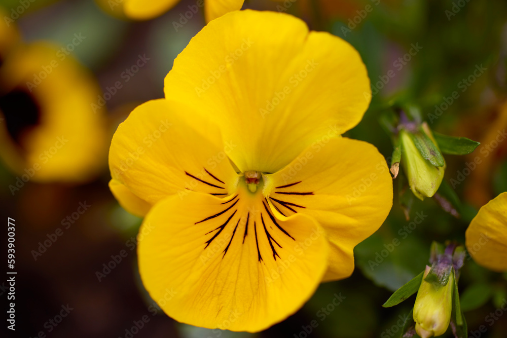 close up with beautiful flowers from the park in a blurred background close up with beautiful flowers from the park in a blurred background