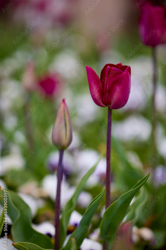 the beautiful image with the tulip in the park