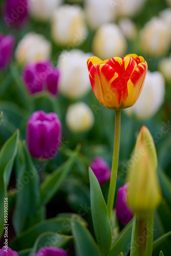 the beautiful image with the tulip in the park