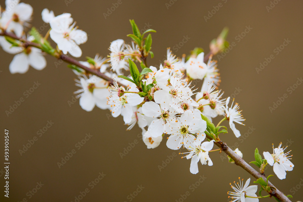 The blossoming branch of a cherry tree on the background of the sky