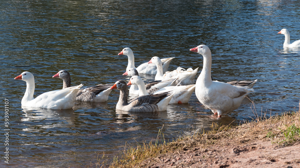 bandada de gansos y patos ingresando al agua de un lago mientras el lider observa el entorno atento a cualquier peligro que pudiera acecharlos bandada de gansos y patos ingresando al agua de un lago mientras el lider observa el entorno atento a cualquier peligro que pudiera acecharlos